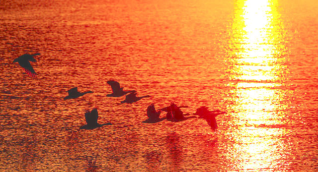 sunrise-geese