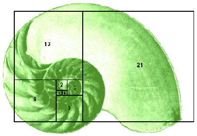 shell-fibonanci-green